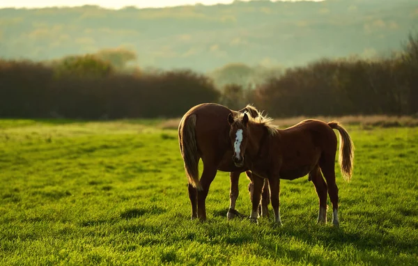 Karpatiske Hester Merr Med Føll Som Gresser Sammen Ved Solnedgang – stockfoto