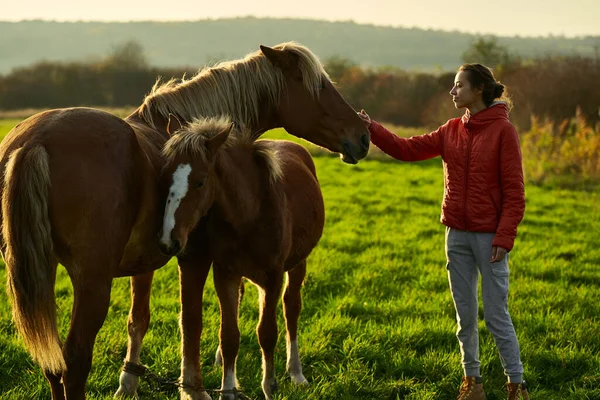 Young Happy Woman Stroking Horse Foal Green Field Sunset Peopel — Stock Photo, Image