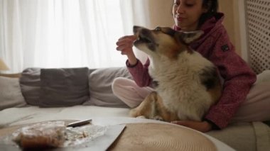 pretty smiling affectionate woman feeds her funny welsh corgi dog from table siiting on couch at cozy home. friendship with pets and domestic life. funny animals