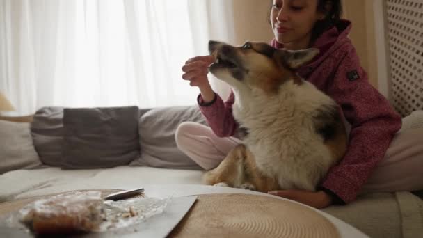 漂亮的笑容可亲的女人在舒适的家从沙发上的桌子上挑食着她那只滑稽的腊肠狗 与宠物和家庭生活的友谊 有趣的动物 — 图库视频影像