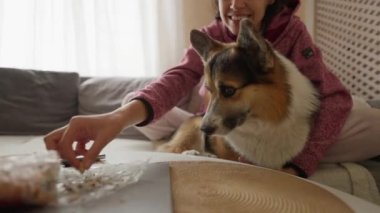 pretty smiling tender girl feeds her lovely welsh corgi dog from hands siiting on couch at cozy home. friendship with pets and domestic life. funny animals