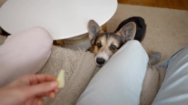 POV man feeds his lovely welsh corgi dog from hands siiting on couch at cozy home. dog gives paw for feed. friendship with pets and domestic life. dog training