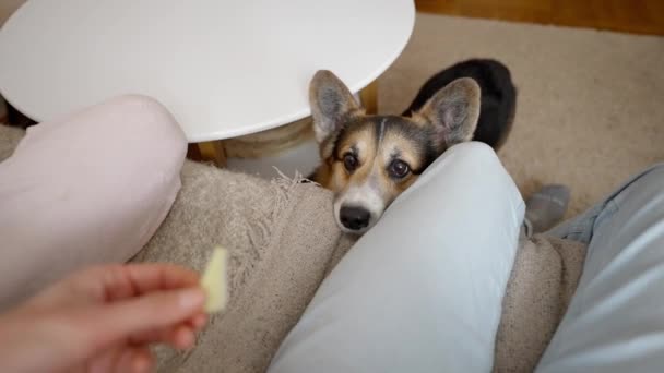 Pov Man Feeds His Lovely Welsh Corgi Dog Hands Siiting — Vídeo de stock