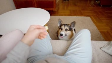 POV man feeds his lovely welsh corgi dog from hands siiting on couch at cozy home. dog gives paw for feed. friendship with pets and domestic life. dog training