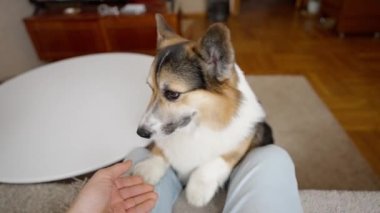 POV first person view man feeds his lovely welsh corgi dog from hands siiting on couch at cozy home. dog gives paw for feed. friendship with pets and domestic life. dog training