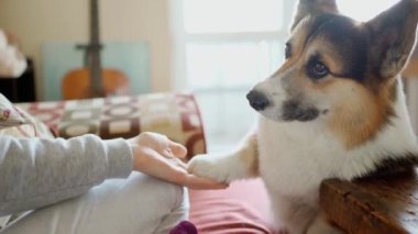 womans hand feeds her lovely welsh corgi dog from hands siiting on couch at cozy home. dog gives paw for feed. friendship with pets and domestic life. dog training