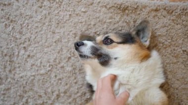POV top view cute relaxed corgi dog lying on flor on carpet. first person view womans hands petting and stroking lazy corgi dog