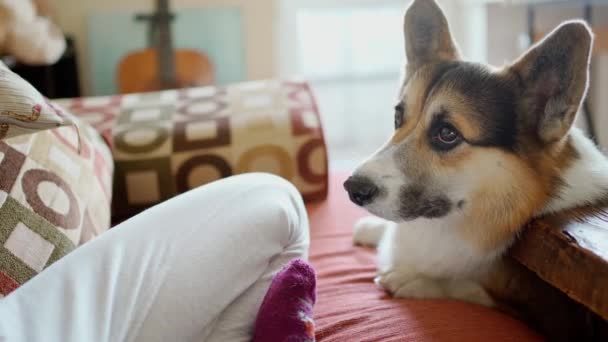 Cute Funny Welsh Corgi Dog Stands Front Paws Couch Looking — Stockvideo