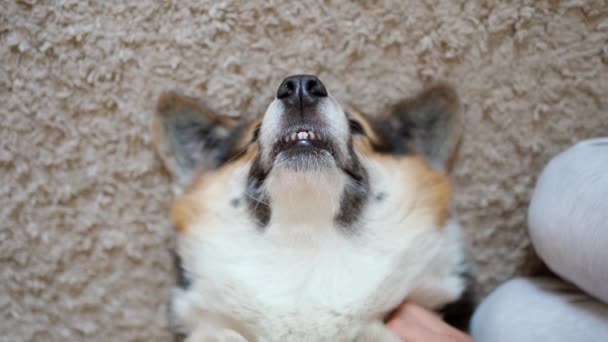 Pov Top View Cute Relaxed Corgi Dog Lying Flor Carpet — Vídeo de Stock