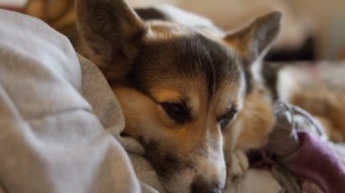 sad lazy dog welsh corgi breed lying on his owner woman on couch in living room. siesta, rest time at home with lovely pet