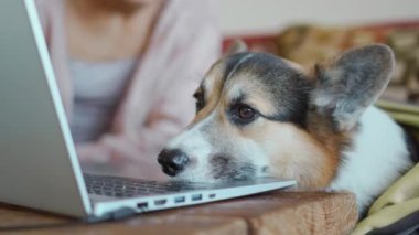 young caucasian woman with funny dog welsh corgi breed sits on couch at laptop, in living room. dog watchin something on screen and barking