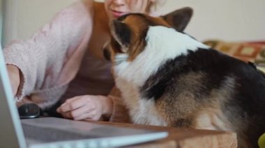 young caucasian woman with funny dog welsh corgi breed sits on couch at laptop, in living room. dog watchin something on screen and barking