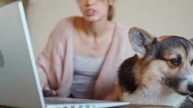 young caucasian woman with funny dog welsh corgi breed sits on couch at laptop, in living room. dog watchin something on screen and barking