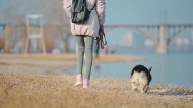 funny dog welsh corgi breed walks outdoors with his woman owner at sunny winter day on sandy beach. walking outside with pets in nature