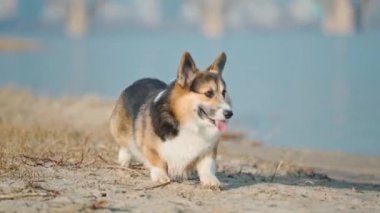 funny dog welsh corgi breed walks outdoors with his woman owner at sunny winter day on sandy beach. walking outside with pets in nature