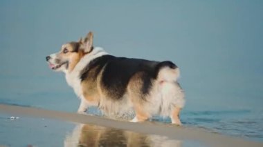funny dog welsh corgi breed walks outdoors with his woman owner at sunny winter day on sandy beach. walking outside with pets in nature