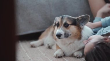 woman lying on floor in bedroom with her cute funny welsh corgi dog and stroking him. friendship with pets, games together and leisure. domestic animals in peoples life