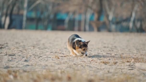 Funny Dog Welsh Corgi Breed Walks Outdoors His Woman Owner — Video Stock