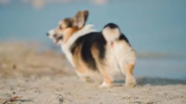 Funny Dog Welsh Corgi Breed Walks Outdoors His Woman Owner — Vídeo de Stock