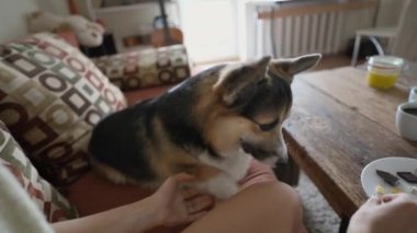 womans hand feeds her lovely welsh corgi dog from hands siiting on couch at cozy home. dog gives paw for feed. friendship with pets and domestic life. dog training