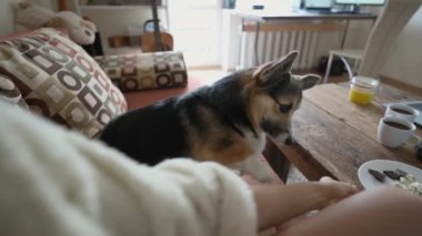 womans hand feeds her lovely welsh corgi dog from hands siiting on couch at cozy home. dog gives paw for feed. friendship with pets and domestic life. dog training