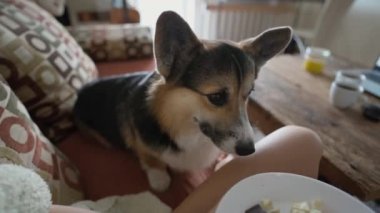 womans hand feeds her lovely welsh corgi dog from hands siiting on couch at cozy home. dog gives paw for feed. friendship with pets and domestic life. dog training