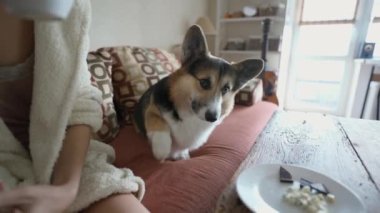 womans hand feeds her lovely welsh corgi dog from hands siiting on couch at cozy home. dog gives paw for feed. friendship with pets and domestic life. dog training