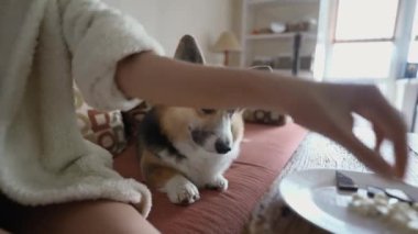 womans hand feeds her lovely welsh corgi dog from hands siiting on couch at cozy home. dog gives paw for feed. friendship with pets and domestic life. dog training