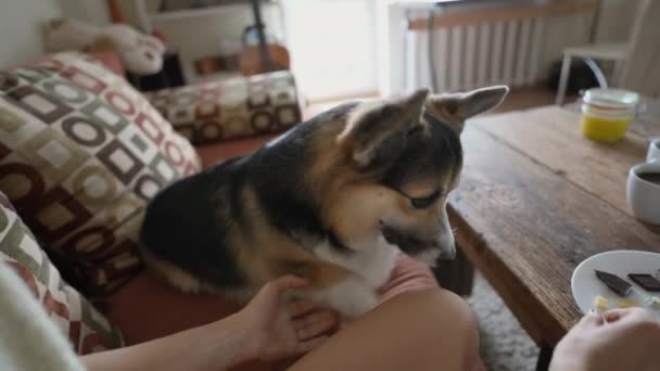 Womans Hand Feeds Her Lovely Welsh Corgi Dog Hands Siiting — Vídeo de stock