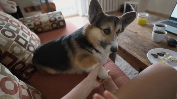 Womans Hand Feeds Her Lovely Welsh Corgi Dog Hands Siiting — Αρχείο Βίντεο