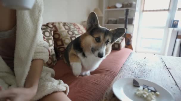 Womans Hand Feeds Her Lovely Welsh Corgi Dog Hands Siiting — Vídeos de Stock