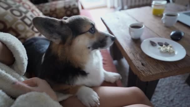 Womans Hand Feeds Her Lovely Welsh Corgi Dog Hands Siiting — Vídeo de stock