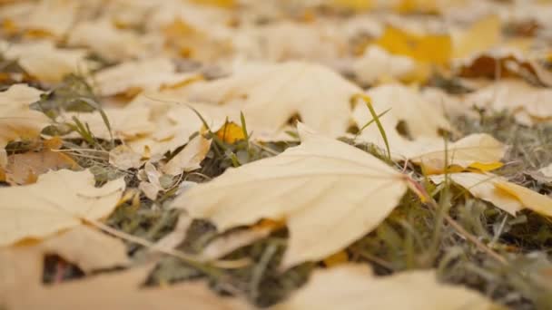 Slow Motion Close Golden Muple Leaves Fround Grass Autumn Park — Stok Video