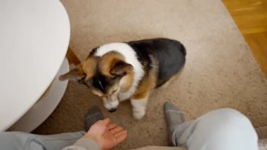 POV first person view man feeds his lovely welsh corgi dog from hands siiting on couch at cozy home. dog gives paw for feed. friendship with pets and domestic life. dog training