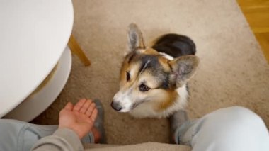 POV first person view man feeds his lovely welsh corgi dog from hands siiting on couch at cozy home. dog gives paw for feed. friendship with pets and domestic life. dog training