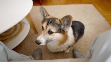 POV first person view man feeds his lovely welsh corgi dog from hands siiting on couch at cozy home. dog gives paw for feed. friendship with pets and domestic life. dog training