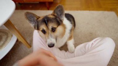 POV first person view man feeds his lovely welsh corgi dog from hands siiting on couch at cozy home. dog gives paw for feed. friendship with pets and domestic life. dog training