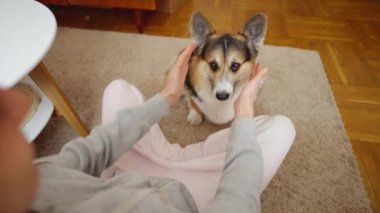 POV first person view man feeds his lovely welsh corgi dog from hands siiting on couch at cozy home. dog gives paw for feed. friendship with pets and domestic life. dog training