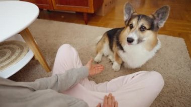 POV first person view man feeds his lovely welsh corgi dog from hands siiting on couch at cozy home. dog gives paw for feed. friendship with pets and domestic life. dog training