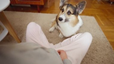 POV first person view man feeds his lovely welsh corgi dog from hands siiting on couch at cozy home. dog gives paw for feed. friendship with pets and domestic life. dog training