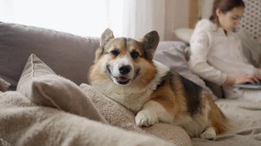 Dizüstü bilgisayarla çalışan kadın efendisine yakın kanepeye uzanmış komik, uykucu, azgın köpeği kapat. Güzel Galler Corgi 'si. Evde köpek besliyor.