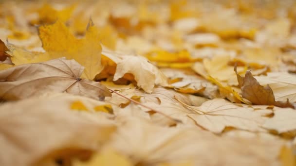 Slow Motion Close Golden Muple Leaves Fround Grass Autumn Park — Stok Video