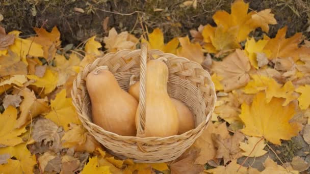 Wintage Wicker Basket Orange Pumpkins Golden Yellow Foliage Autumn Park — Stok Video