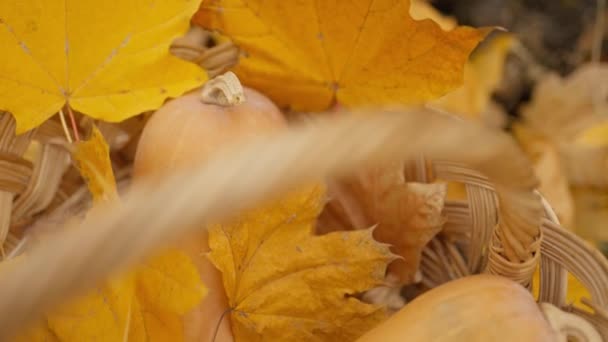 Weidenkorb Mit Orangefarbenen Kürbissen Auf Goldgelbem Laub Herbstpark Große Ahornblätter — Stockvideo