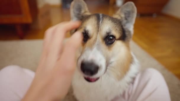 Pov First Person View Man Feeds His Lovely Welsh Corgi — Αρχείο Βίντεο