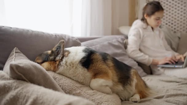 Крупним Планом Смішний Сонний Коргі Собака Лежить Дивані Поруч Своєю — стокове відео