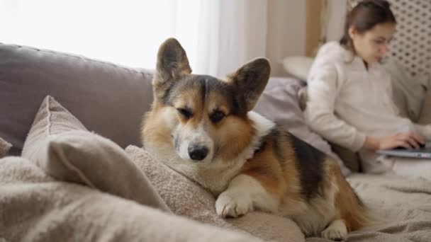 Close Funny Sleepy Corgy Dog Lying Couch Close His Woman — Stockvideo