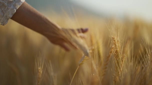 Закройте Замедленное Движение Женской Руки Касающейся Колоска Пшеницы Середине Золотого — стоковое видео