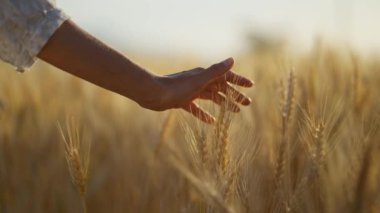 Yavaş çekim kadın eli buğday tarlasında altın bir buğday kulağına dokunuyor. Elim buğday tarlasında hareket ediyor. Kızlar gün batımında buğdaya dokunur. Olgun hasat zamanı. seçici odak