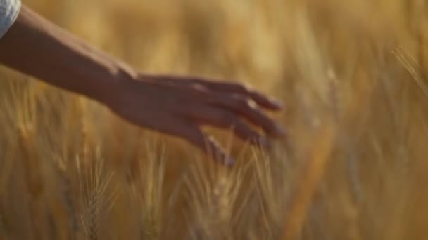 Zavřít Pomalý Pohyb Femužská Ruka Dotýká Zlatého Pšeničného Ucha Pšeničném — Stock video
